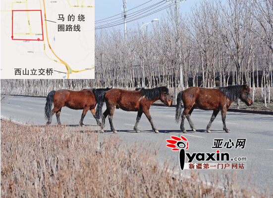 3月15日，幾匹馬慢悠悠地在橫穿烏市融合南路。亞心網(wǎng)首席記者張萬(wàn)德攝