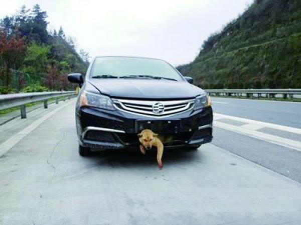 @婁底新聞網：一條狗在高速公路上被時速過百的汽車撞到后，生還的幾率能大過萬分之一嗎？