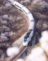和諧號列車穿越居庸關花海